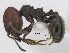  (Pheidole obscurithorax - MACN-bar-ins-ct 06956)  @13 [ ] Copyright (2015) MACN Museo Argentino de Ciencias Naturales "Bernardino Rivadavia"