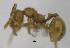  ( - MACN-bar-ins-ct 06966)  @11 [ ] Copyright (2015) MACN Museo Argentino de Ciencias Naturales "Bernardino Rivadavia"