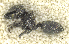  ( - MACN-bar-ins-ct 06967)  @13 [ ] Copyright (2015) MACN Museo Argentino de Ciencias Naturales "Bernardino Rivadavia"