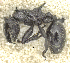  ( - MACN-bar-ins-ct 06991)  @14 [ ] Copyright (2015) MACN Museo Argentino de Ciencias Naturales "Bernardino Rivadavia"