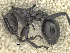  ( - MACN-bar-ins-ct 07020)  @14 [ ] Copyright (2015) MACN Museo Argentino de Ciencias Naturales "Bernardino Rivadavia"