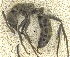  ( - MACN-bar-ins-ct 07029)  @11 [ ] Copyright (2015) MACN Museo Argentino de Ciencias Naturales "Bernardino Rivadavia"