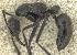  ( - MACN-bar-ins-ct 07051)  @12 [ ] Copyright (2015) MACN Museo Argentino de Ciencias Naturales "Bernardino Rivadavia"