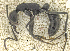  ( - MACN-bar-ins-ct 07061)  @12 [ ] Copyright (2015) MACN Museo Argentino de Ciencias Naturales "Bernardino Rivadavia"