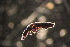  ( - ANTSP387)  @13 [ ] Copyright (2014) Unspecified University of Waikato