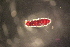  ( - ANTSP500)  @13 [ ] Copyright (2014) Unspecified University of Waikato