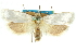  ( - 11ANIC-11037_rerun)  @11 [ ] CreativeCommons - Attribution (2011) ANIC/CBG Photography Group Centre for Biodiversity Genomics