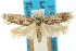  ( - ANTXY0003)  @11 [ ] CreativeCommons - Attribution (2012) ANIC/CBG Photography Group Centre for Biodiversity Genomics