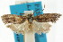  ( - ANTXY0013)  @11 [ ] CreativeCommons - Attribution (2012) ANIC/CBG Photography Group Centre for Biodiversity Genomics