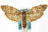  ( - ANTXY0017)  @11 [ ] CreativeCommons - Attribution (2012) ANIC/CBG Photography Group Centre for Biodiversity Genomics
