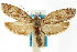  ( - ANTXY0018)  @11 [ ] CreativeCommons - Attribution (2012) ANIC/CBG Photography Group Centre for Biodiversity Genomics