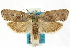  ( - ANTXY0019)  @11 [ ] CreativeCommons - Attribution (2012) ANIC/CBG Photography Group Centre for Biodiversity Genomics