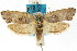  ( - ANTXY0020)  @11 [ ] CreativeCommons - Attribution (2012) ANIC/CBG Photography Group Centre for Biodiversity Genomics
