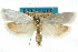  ( - ANTXY0025)  @11 [ ] CreativeCommons - Attribution (2012) ANIC/CBG Photography Group Centre for Biodiversity Genomics