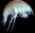  (PhoxocephalidaeNZD sp. 99 - 31790_6.2)  @13 [ ] Unspecified (default): All Rights Reserved  Unspecified Unspecified