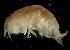  (PhoxocephalidaeNZD sp. 30 - 31862_12.1)  @13 [ ] Unspecified (default): All Rights Reserved  Unspecified Unspecified
