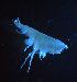  (PhoxocephalidaeNZD sp. 02 - 31768_1.2)  @13 [ ] Unspecified (default): All Rights Reserved  Unspecified Unspecified
