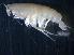  (PhoxocephalidaeNZD sp. 26 - 31768_30.1)  @13 [ ] Unspecified (default): All Rights Reserved  Unspecified Unspecified