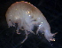  (PhoxocephalidaeNZD sp. 05 - 31776_22.1)  @13 [ ] Unspecified (default): All Rights Reserved  Unspecified Unspecified