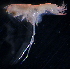  (PhoxocephalidaeNZD sp. 07 - 31776_36.1)  @14 [ ] Unspecified (default): All Rights Reserved  Unspecified Unspecified