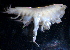  (PhoxocephalidaeNZD sp.05 - 31780_10.1)  @13 [ ] Unspecified (default): All Rights Reserved  Unspecified Unspecified