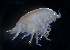  (PhoxocephalidaeNZD sp. 20 - 31780_13)  @13 [ ] Unspecified (default): All Rights Reserved  Unspecified Unspecified