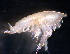  (PhoxocephalidaeNZD sp. 27 - 31784_32)  @13 [ ] Unspecified (default): All Rights Reserved  Unspecified Unspecified