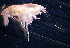 (PhoxocephalidaeNZD sp.02 - 31794_41)  @13 [ ] Unspecified (default): All Rights Reserved  Unspecified Unspecified
