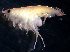  (PhoxocephalidaeNZD sp. 19 - 31797_2.2)  @14 [ ] Unspecified (default): All Rights Reserved  Unspecified Unspecified