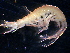  (PhoxocephalidaeNZD sp. 03 - 31797_5.4)  @14 [ ] Unspecified (default): All Rights Reserved  Unspecified Unspecified