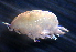  (PhoxocephalidaeNZD sp. 24 - 31797_15.3)  @13 [ ] Unspecified (default): All Rights Reserved  Unspecified Unspecified