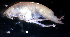  (PhoxocephalidaeNZD sp.08 - 31797_17.1)  @12 [ ] Unspecified (default): All Rights Reserved  Unspecified Unspecified