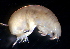  (PhoxocephalidaeNZD sp. 16 - 31797_29.1)  @13 [ ] Unspecified (default): All Rights Reserved  Unspecified Unspecified