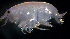  (PhoxocephalidaeNZD sp. 29 - 31801_10)  @13 [ ] Unspecified (default): All Rights Reserved  Unspecified Unspecified