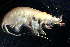  (AmpeliscidaeNZD sp. 01 - 31803_13)  @14 [ ] Unspecified (default): All Rights Reserved  Unspecified Unspecified