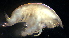  (PhoxocephalidaeNZD sp.13 - 31803_22)  @13 [ ] Unspecified (default): All Rights Reserved  Unspecified Unspecified