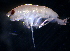  (PhoxocephalidaeNZD sp. 28 - 31808_07.4)  @13 [ ] Unspecified (default): All Rights Reserved  Unspecified Unspecified