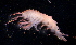  (DexaminidaeNZD - 31816_3)  @14 [ ] Unspecified (default): All Rights Reserved  Unspecified Unspecified
