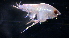  (PhoxocephalidaeNZD sp. 04 - 31830_18.4)  @13 [ ] Unspecified (default): All Rights Reserved  Unspecified Unspecified