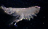  (PhoxocephalidaeNZD sp. 42 - 31841_5.3)  @11 [ ] Unspecified (default): All Rights Reserved  Unspecified Unspecified