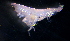  (PhoxocephalidaeNZD sp. 35 - 31841_17.7)  @13 [ ] Unspecified (default): All Rights Reserved  Unspecified Unspecified