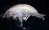  (PhoxocephalidaeNZD sp. 47 - 31848_17)  @13 [ ] Unspecified (default): All Rights Reserved  Unspecified Unspecified