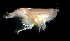  (PhoxocephalidaeNZD sp. 40 - 31857_09)  @14 [ ] Unspecified (default): All Rights Reserved  Unspecified Unspecified
