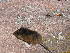  ( - CMIAO217.2)  @11 [ ] Unspecified (default): All Rights Reserved  Unspecified Unspecified
