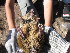  ( - CMIAO233-duplicate)  @11 [ ] Unspecified (default): All Rights Reserved  Unspecified Unspecified