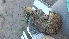  ( - CMIPLS259)  @11 [ ] Unspecified (default): All Rights Reserved  Unspecified Unspecified