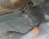  (Graomys cf. chacoensis - UNSL-CM27)  @11 [ ] Unspecified (default): All Rights Reserved  Unspecified Unspecified