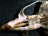  (Oligoryzomys cf. flavescens - UNLlz76)  @11 [ ] Unspecified (default): All Rights Reserved  Unspecified Unspecified