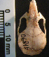  (Salinomys - CMI Lab1174)  @12 [ ] Unspecified (default): All Rights Reserved  Unspecified Unspecified