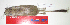  (Tympanoctomys - CMI AO40)  @14 [ ] Unspecified (default): All Rights Reserved  Unspecified Unspecified